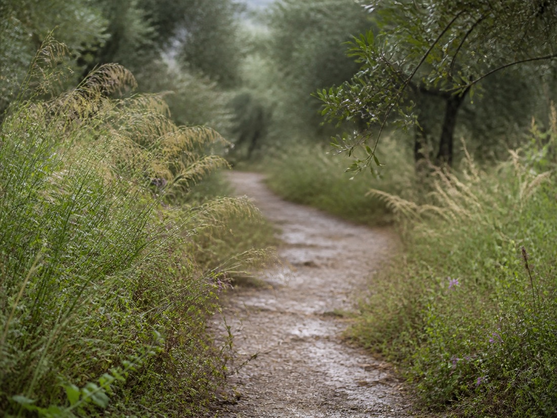 Sentiero tra erbe e alberi dopo la pioggia